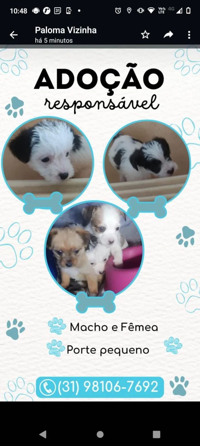 Cachorro ra a Misturada  idade 2 a 6 meses nome Sem nome 