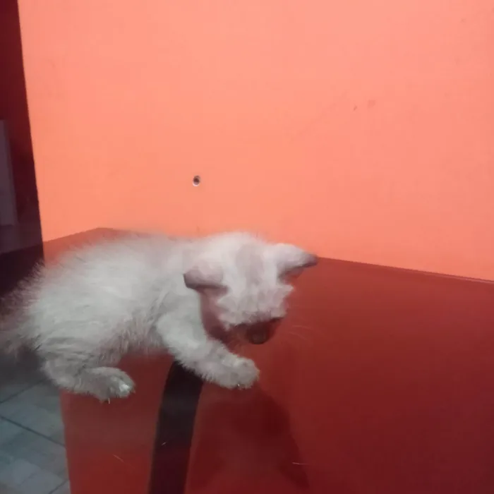 Gato ra a Siamês idade Abaixo de 2 meses nome Lisa