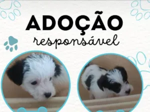 Cachorro raça Misturada  idade 2 a 6 meses nome Sem nome 