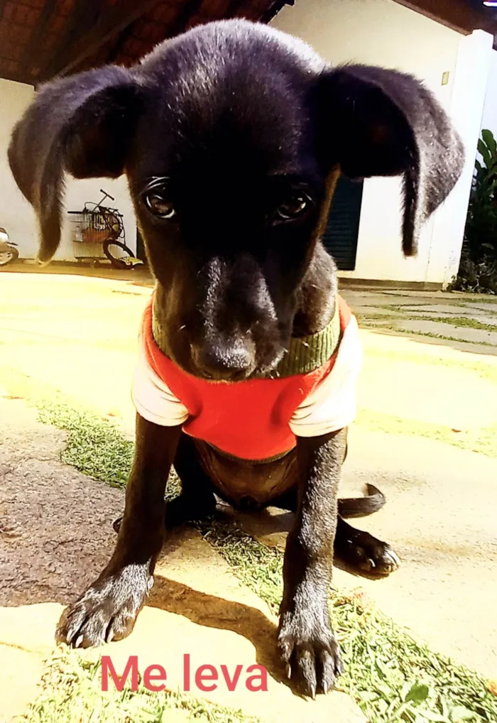 Cachorro ra a SRD-ViraLata idade 2 a 6 meses nome Pretinha Feliz 