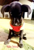 Pretinha Feliz