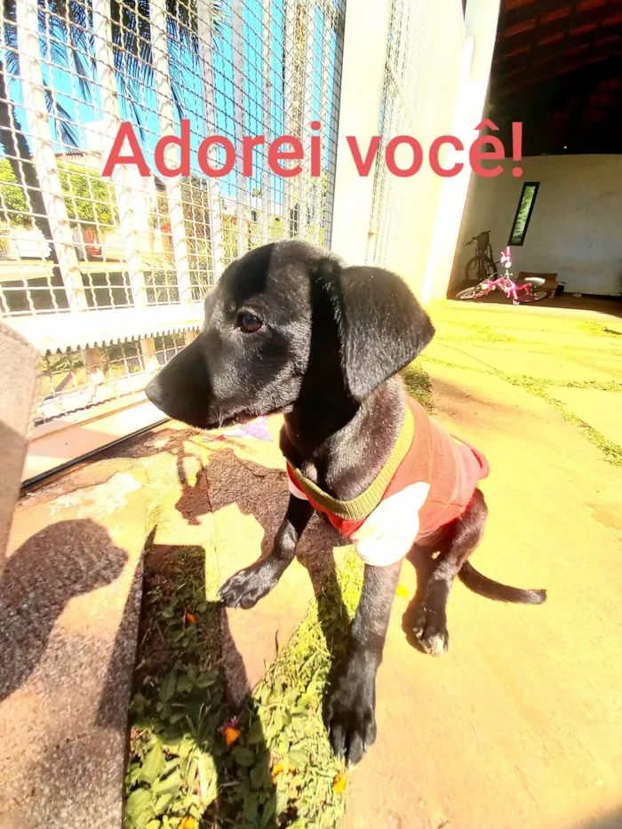 Cachorro ra a SRD-ViraLata idade 2 a 6 meses nome Pretinha Feliz 