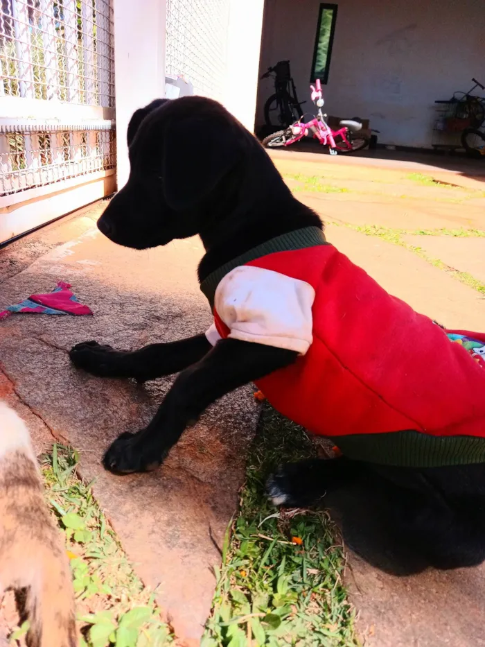 Cachorro ra a SRD-ViraLata idade 2 a 6 meses nome Pretinha Feliz 