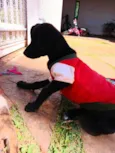 Pretinha Feliz