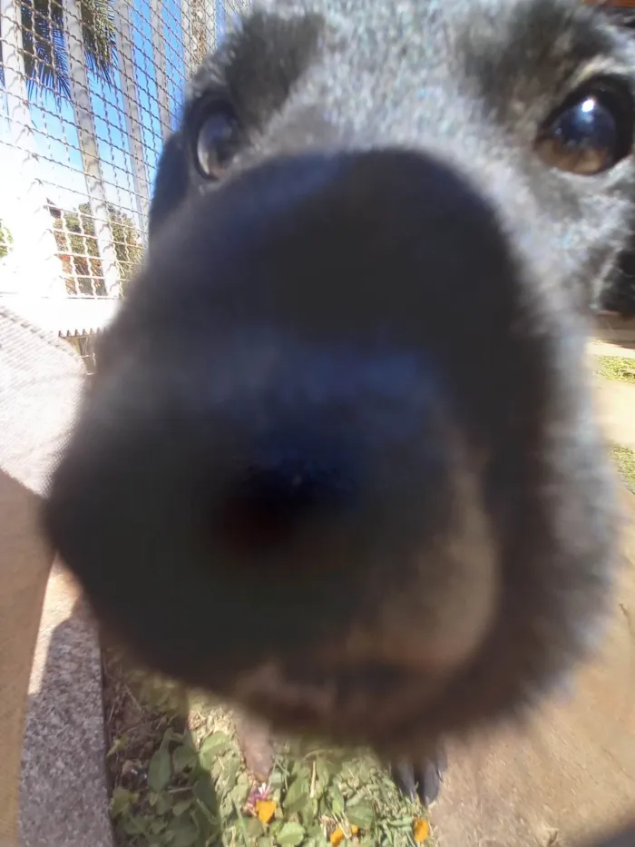 Cachorro ra a SRD-ViraLata idade 2 a 6 meses nome Pretinha Feliz 