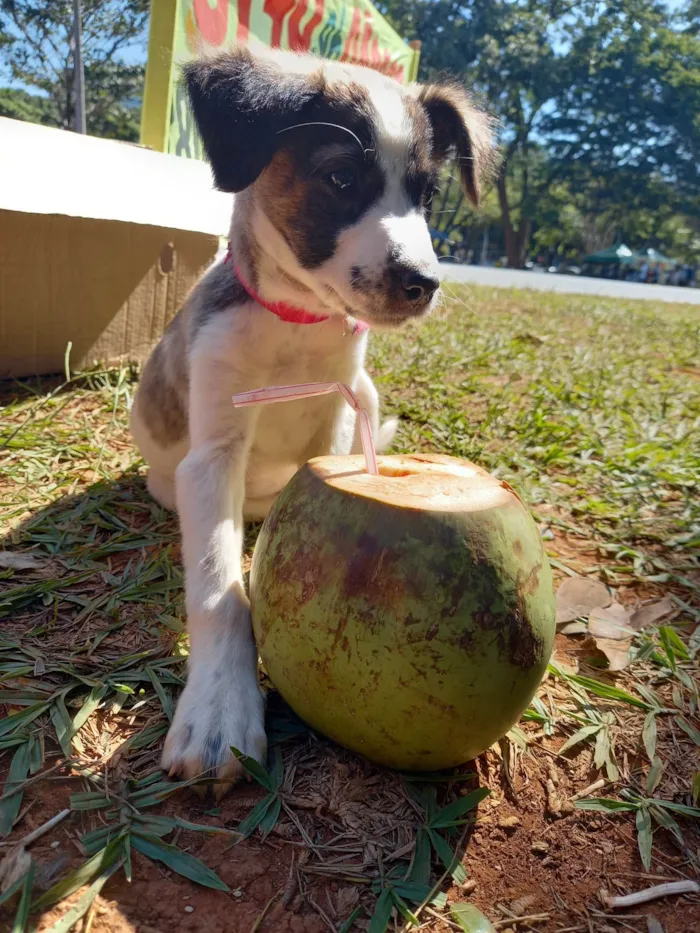 Cachorro ra a SRD-ViraLata idade 2 a 6 meses nome GABY AMARANTO