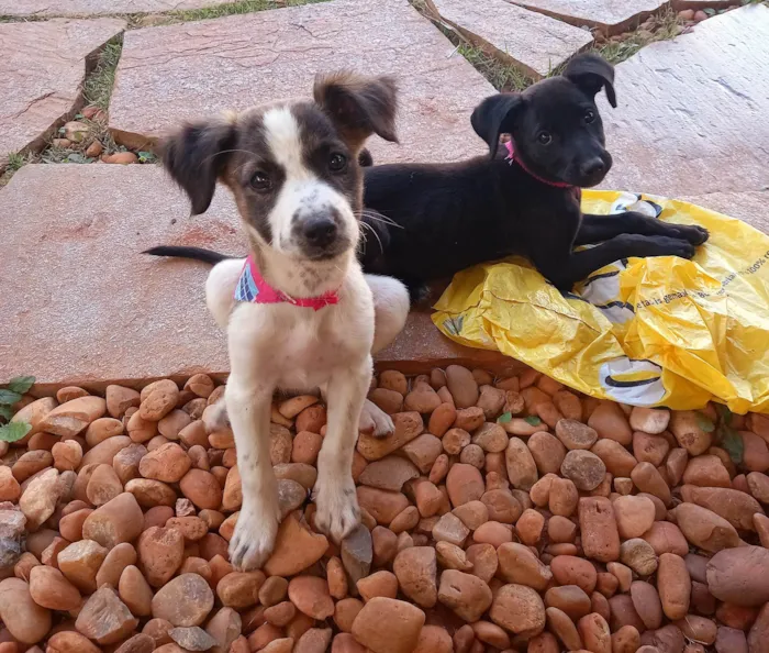 Cachorro ra a SRD-ViraLata idade 2 a 6 meses nome GABY AMARANTO