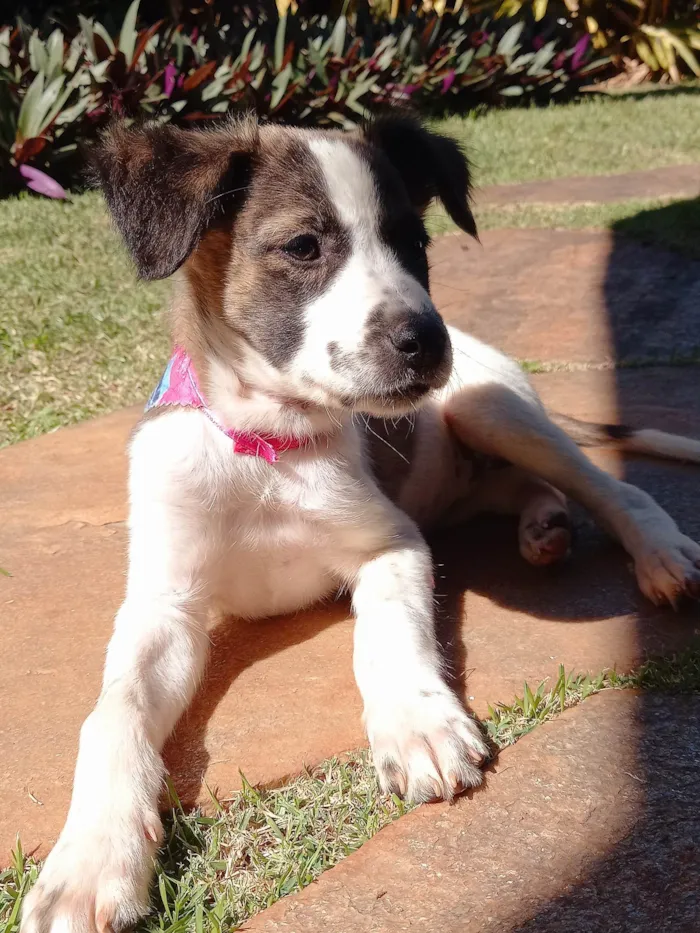 Cachorro ra a SRD-ViraLata idade 2 a 6 meses nome GABY AMARANTO