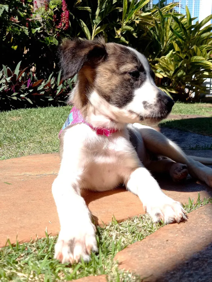 Cachorro ra a SRD-ViraLata idade 2 a 6 meses nome GABY AMARANTO