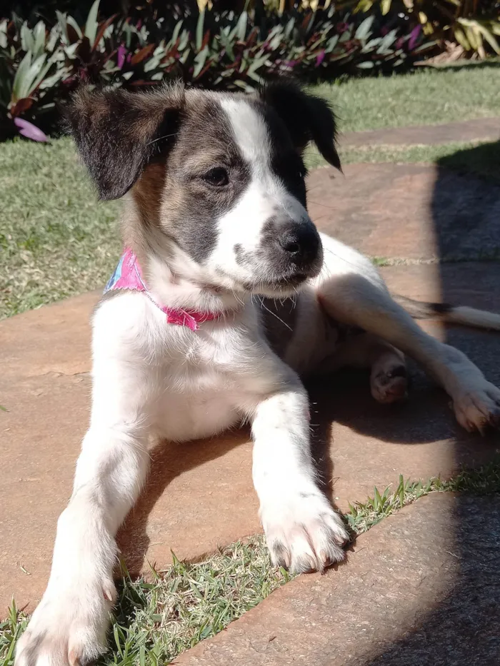 Cachorro ra a SRD-ViraLata idade 2 a 6 meses nome GABY AMARANTO