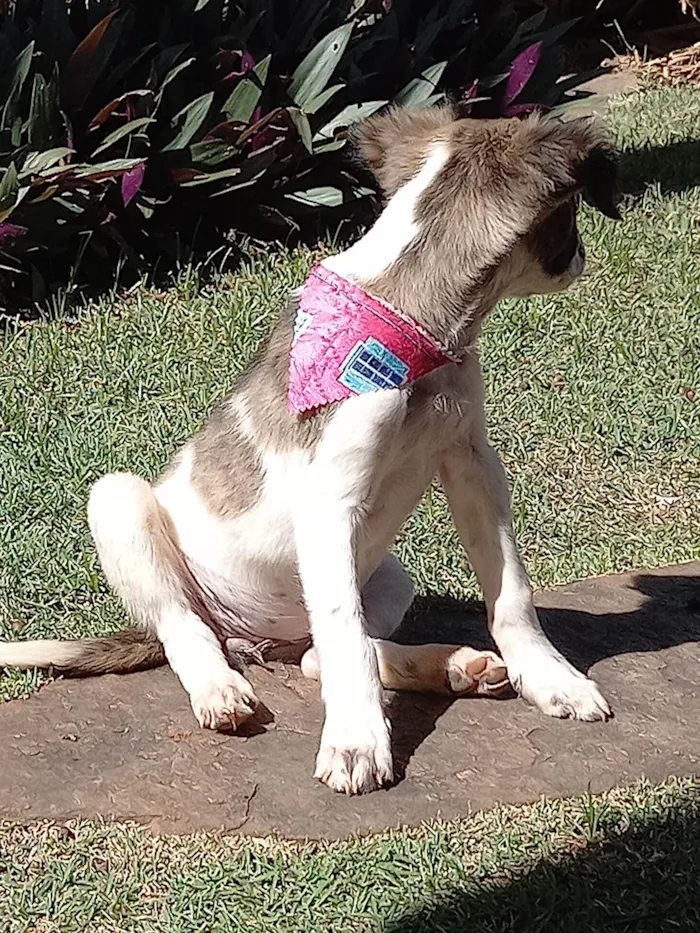 Cachorro ra a SRD-ViraLata idade 2 a 6 meses nome GABY AMARANTO