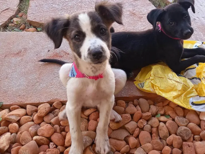 Cachorro ra a SRD-ViraLata idade 2 a 6 meses nome GABY AMARANTO