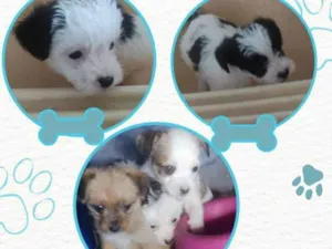 Cachorro raça Misturado  idade 2 a 6 meses nome Sem nome 