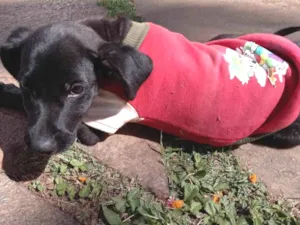 Cachorro raça SRD-ViraLata idade 2 a 6 meses nome Pretinha Feliz 