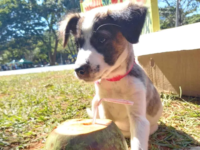 Cachorro ra a SRD-ViraLata idade 2 a 6 meses nome GABY AMARANTO