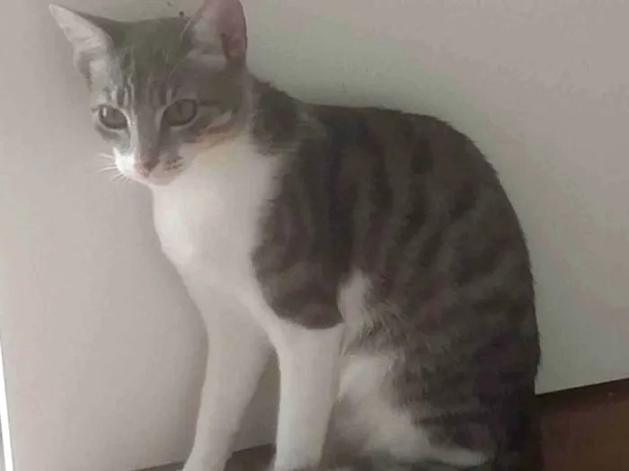 Gato ra a  idade 7 a 11 meses nome Fulana e Ciclana