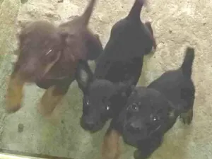 Cachorro raça SRD-ViraLata idade 2 a 6 meses nome Sem nome