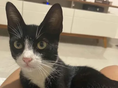 Gato raça SRD-ViraLata idade 2 a 6 meses nome Mingau