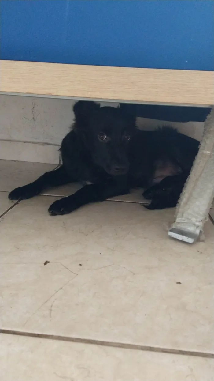 Cachorro ra a SRD-ViraLata idade 7 a 11 meses nome bulma aizen