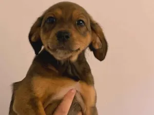 Cachorro raça SRD-ViraLata idade 2 a 6 meses nome Filhotinhos 