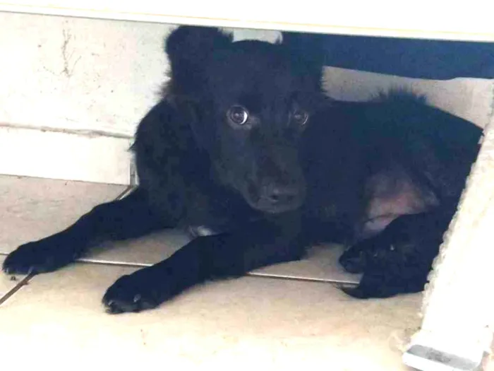 Cachorro ra a SRD-ViraLata idade 7 a 11 meses nome bulma aizen