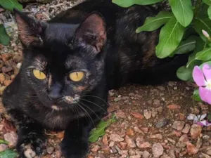 Gato raça SRD-ViraLata idade 2 a 6 meses nome ESPERANÇA