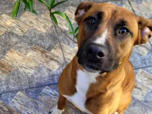 Cachorro raça Srd idade 7 a 11 meses nome Kyra