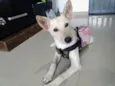 Amaterasu