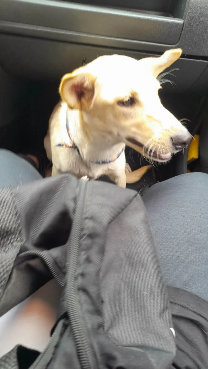 Cachorro ra a Sem Raça Definida idade 7 a 11 meses nome Amaterasu