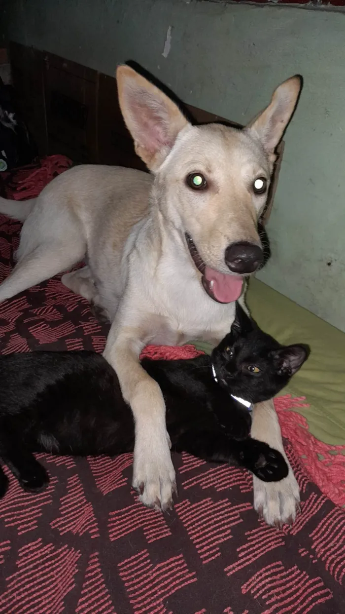 Cachorro ra a Sem Raça Definida idade 7 a 11 meses nome Amaterasu