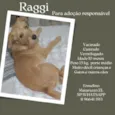 Cachorro raça SRD-ViraLata idade 7 a 11 meses nome Raggi