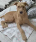 Cachorro raça SRD-ViraLata idade 7 a 11 meses nome Raggi