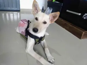 Cachorro raça Sem Raça Definida idade 7 a 11 meses nome Amaterasu