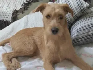 Cachorro raça SRD-ViraLata idade 7 a 11 meses nome Raggi