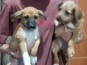 Cachorro raça SRD-ViraLata idade 2 a 6 meses nome Sem nome