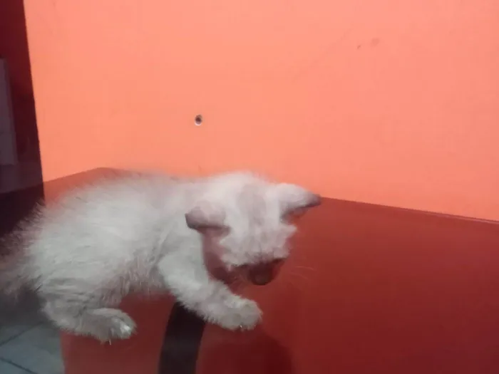 Gato ra a Siamês idade Abaixo de 2 meses nome Lisa