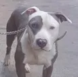Chico 