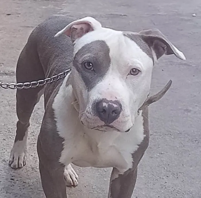 Cachorro ra a Mestico  idade 7 a 11 meses nome Chico 