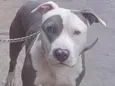 Chico 