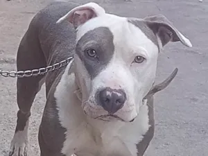 Cachorro raça Mestico  idade 7 a 11 meses nome Chico 