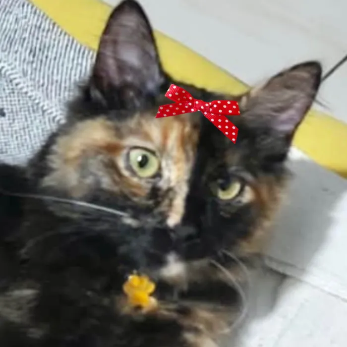 Gato ra a Mestica  idade 2 a 6 meses nome Charlotte 