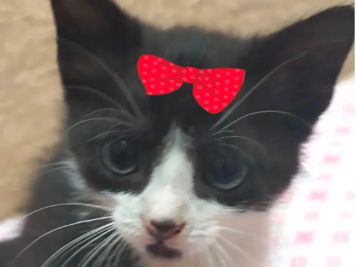 Gato ra a Mestiça  idade 2 a 6 meses nome Tina 