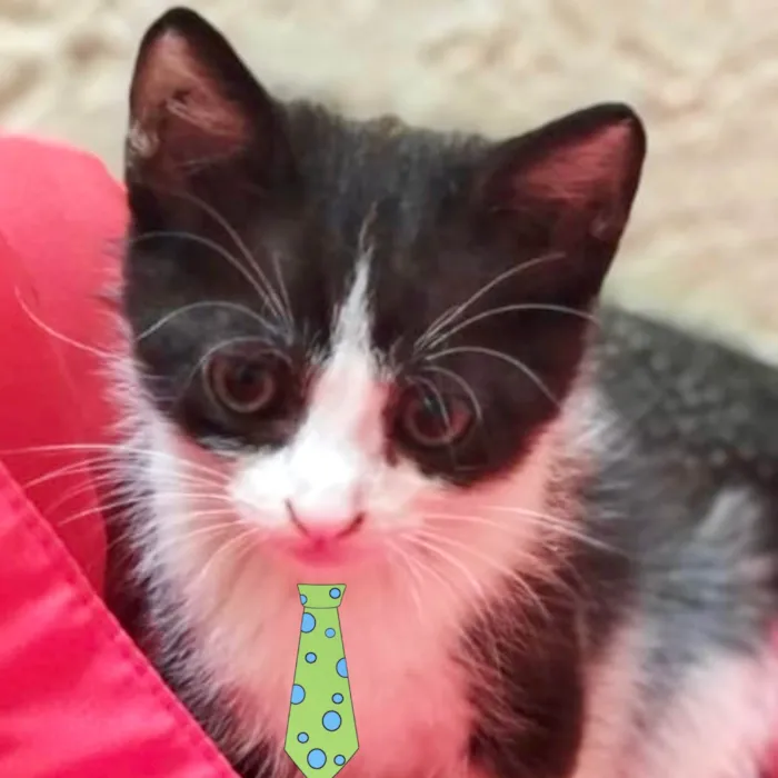 Gato ra a Mestico  idade 2 a 6 meses nome Júlio 