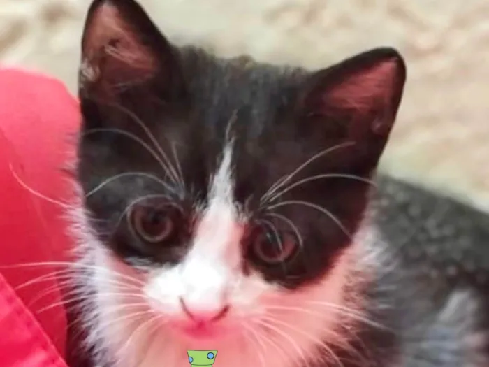 Gato ra a Mestico  idade 2 a 6 meses nome Júlio 