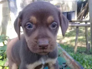 Cachorro raça Srs idade Abaixo de 2 meses nome Filhotinhos nenéns