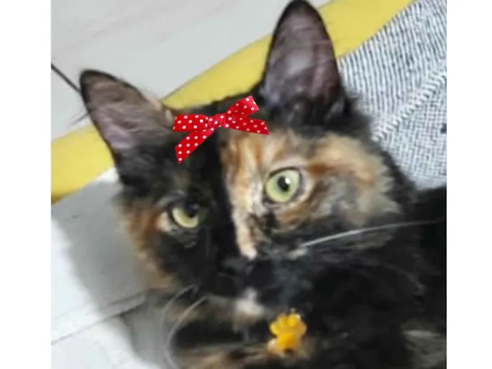 Gato ra a Mestica  idade 2 a 6 meses nome Charlotte 
