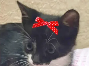 Gato raça Mestica  idade 2 a 6 meses nome Minnie 