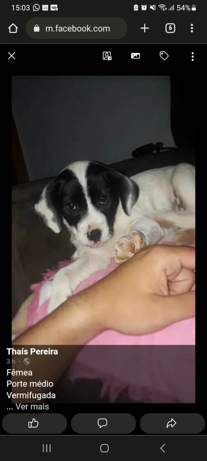 Cachorro raça SRD-ViraLata idade Abaixo de 2 meses nome Lua 
