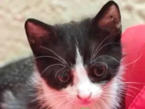 Gato raça Mestico  idade 2 a 6 meses nome Júlio 