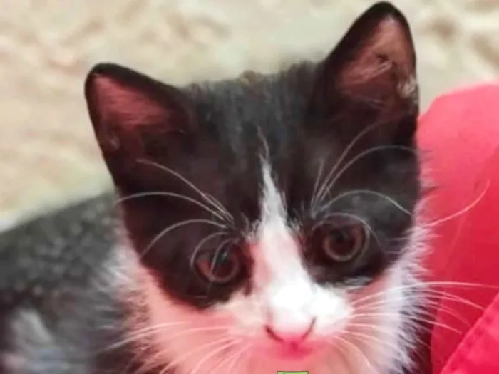 Gato ra a Mestico  idade 2 a 6 meses nome Júlio 